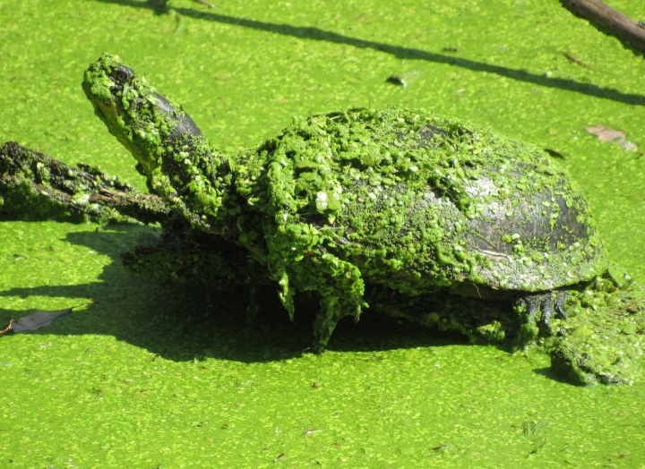 Blanding's Turtle